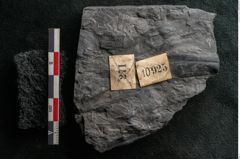 Foto (Detailansicht) von Callipteris sp.  (NHMW-GEO-2024-0188-10925)